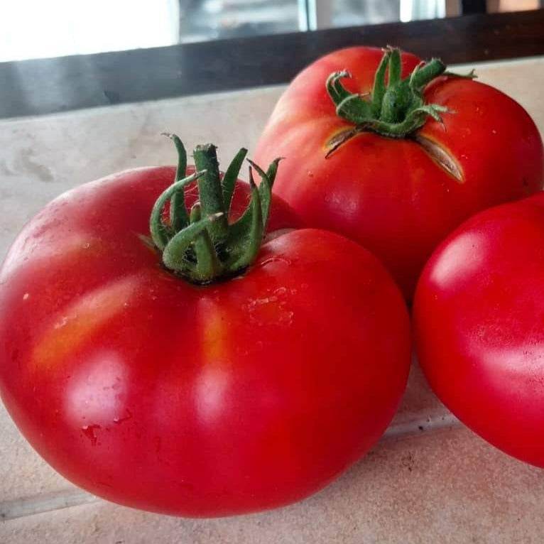 Brandywine Red Tomato