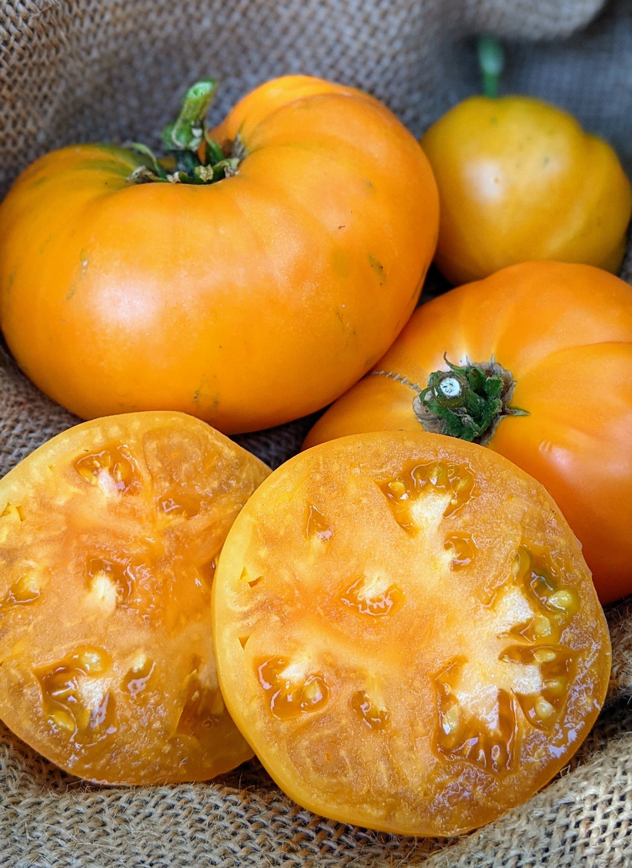 Dr. Wyche's Yellow Beefsteak Tomato