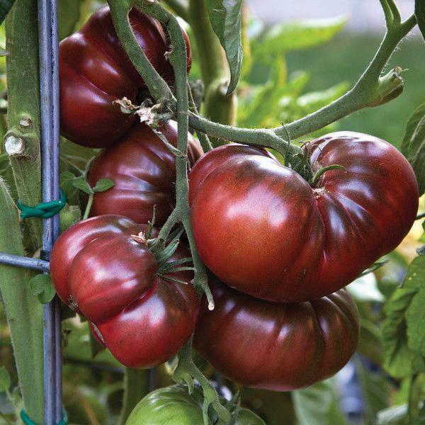 Black From Tula Tomato