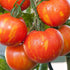 Tigerella Tomato