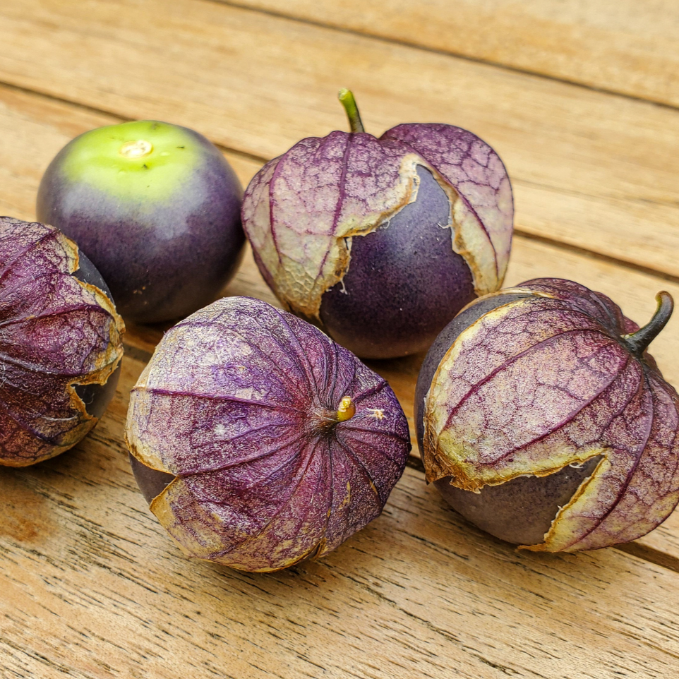 Purple Tomatillo