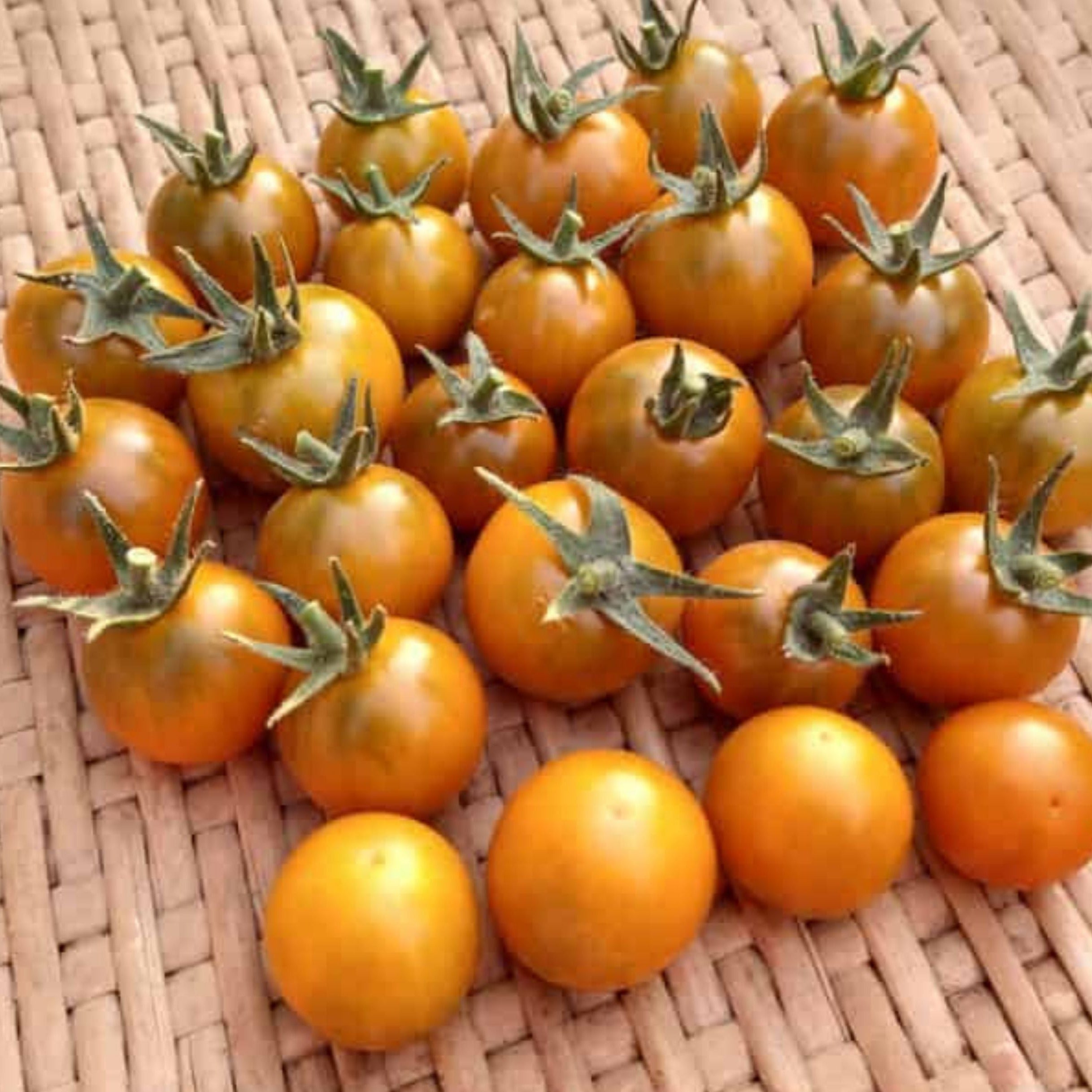 Dark Orange Muscat Tomato