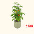 EZ Self-Watering Tomato Planter with Trellis Gen 2