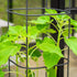 EZ Self-Watering Tomato Planter with Trellis Gen 2