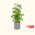 EZ Self-Watering Tomato Planter with Trellis Gen 2