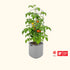 EZ Self-Watering Tomato Planter with Trellis Gen 2