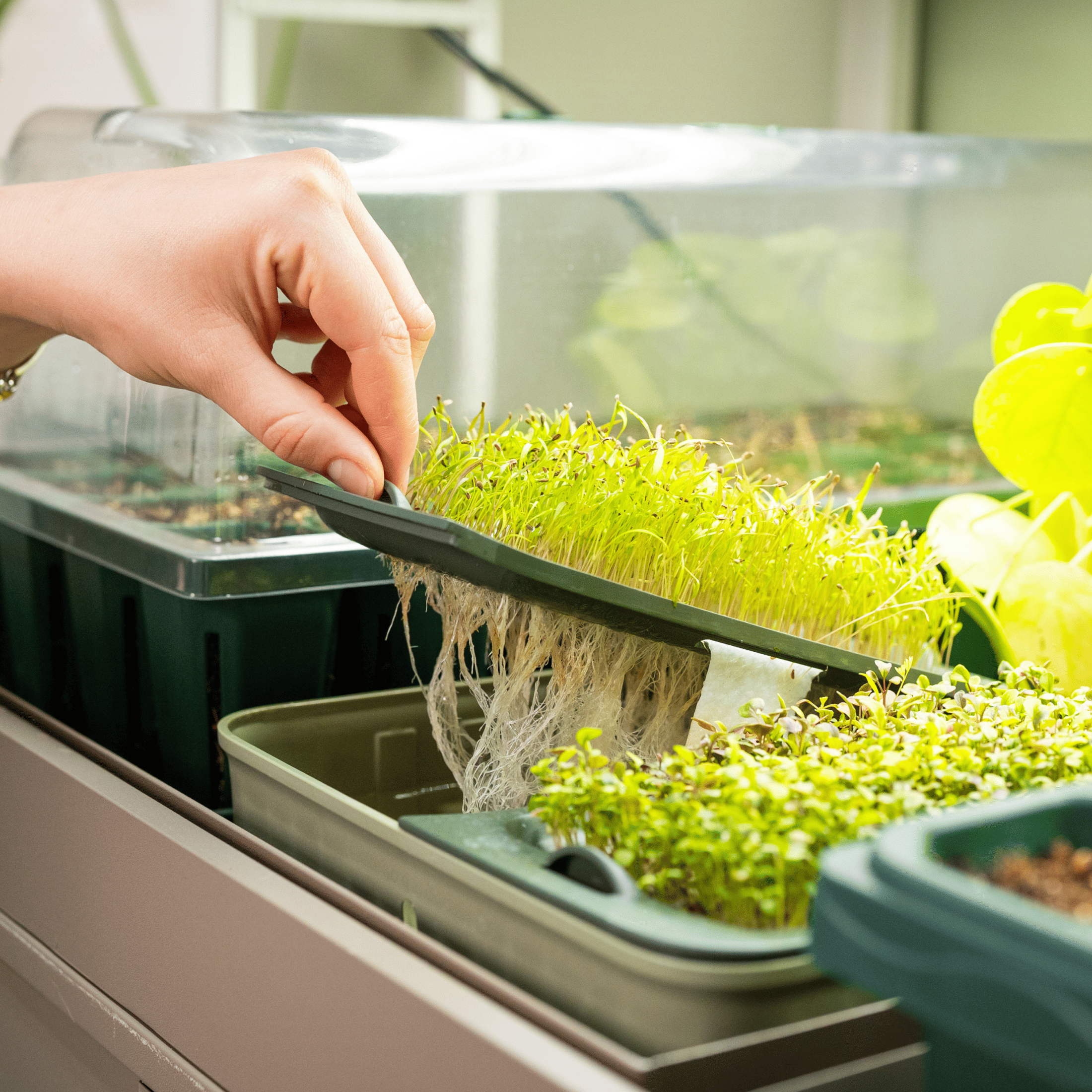 Ultimate Grow Light Garden