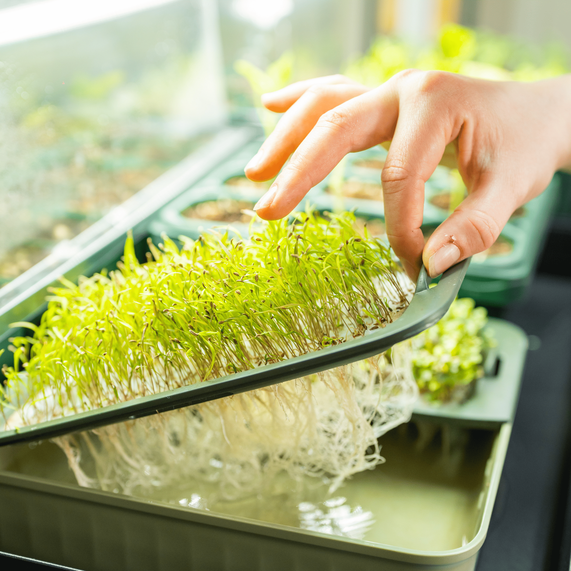 Ultimate Grow Light Garden with Storage