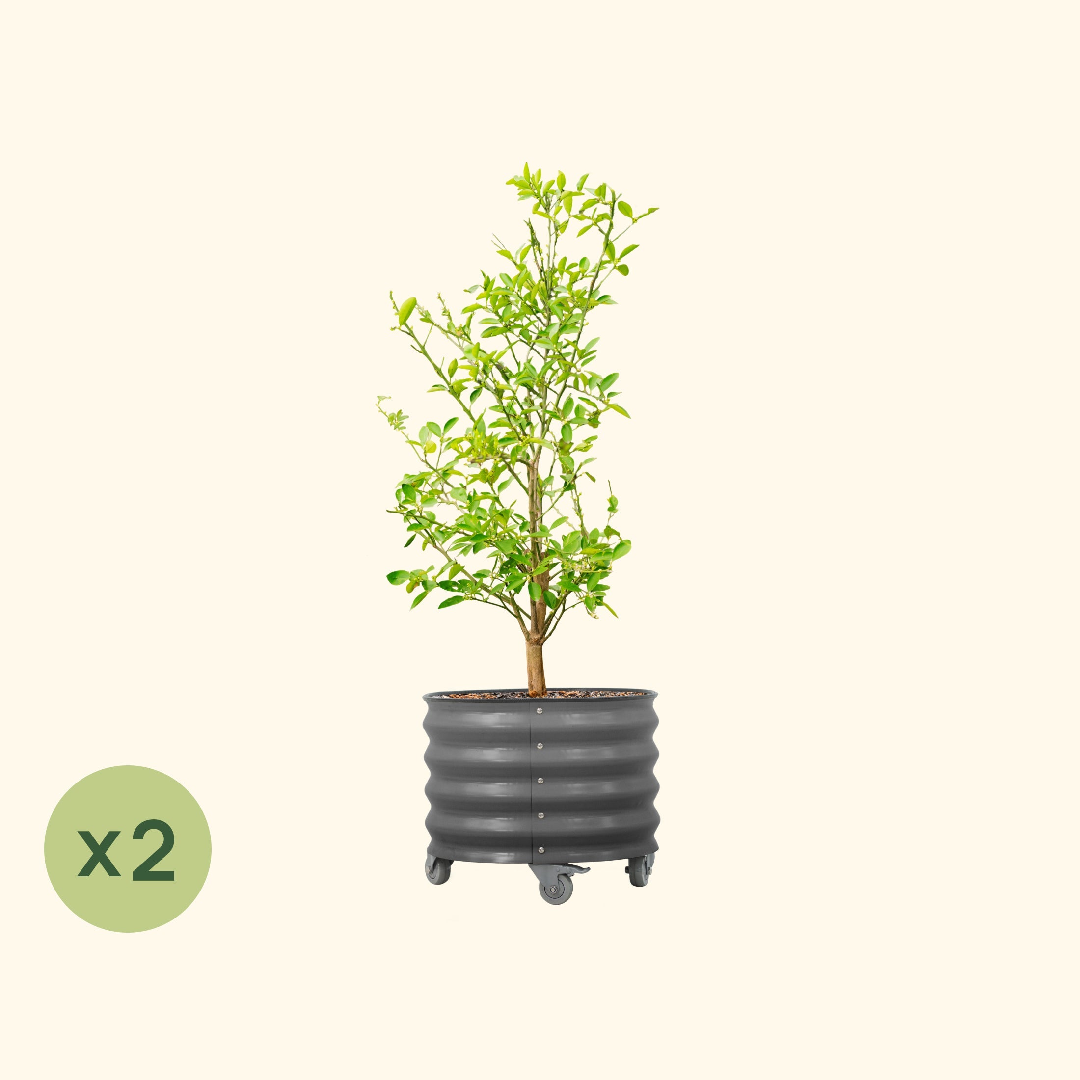 Classic Rolling Citrus Tree Planter - 2 Pack (20 Gallon)