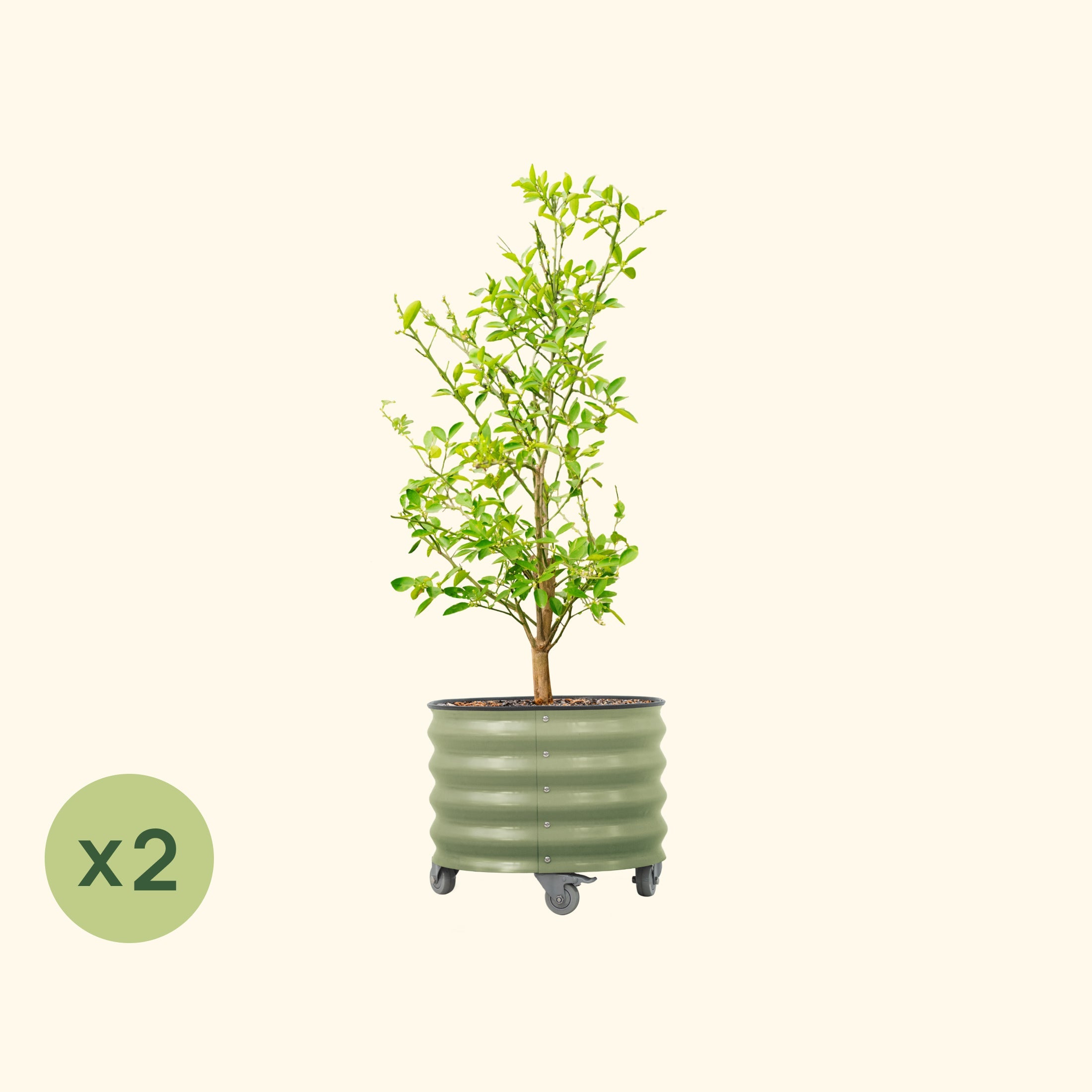 Classic Rolling Citrus Tree Planter - 2 Pack (20 Gallon)