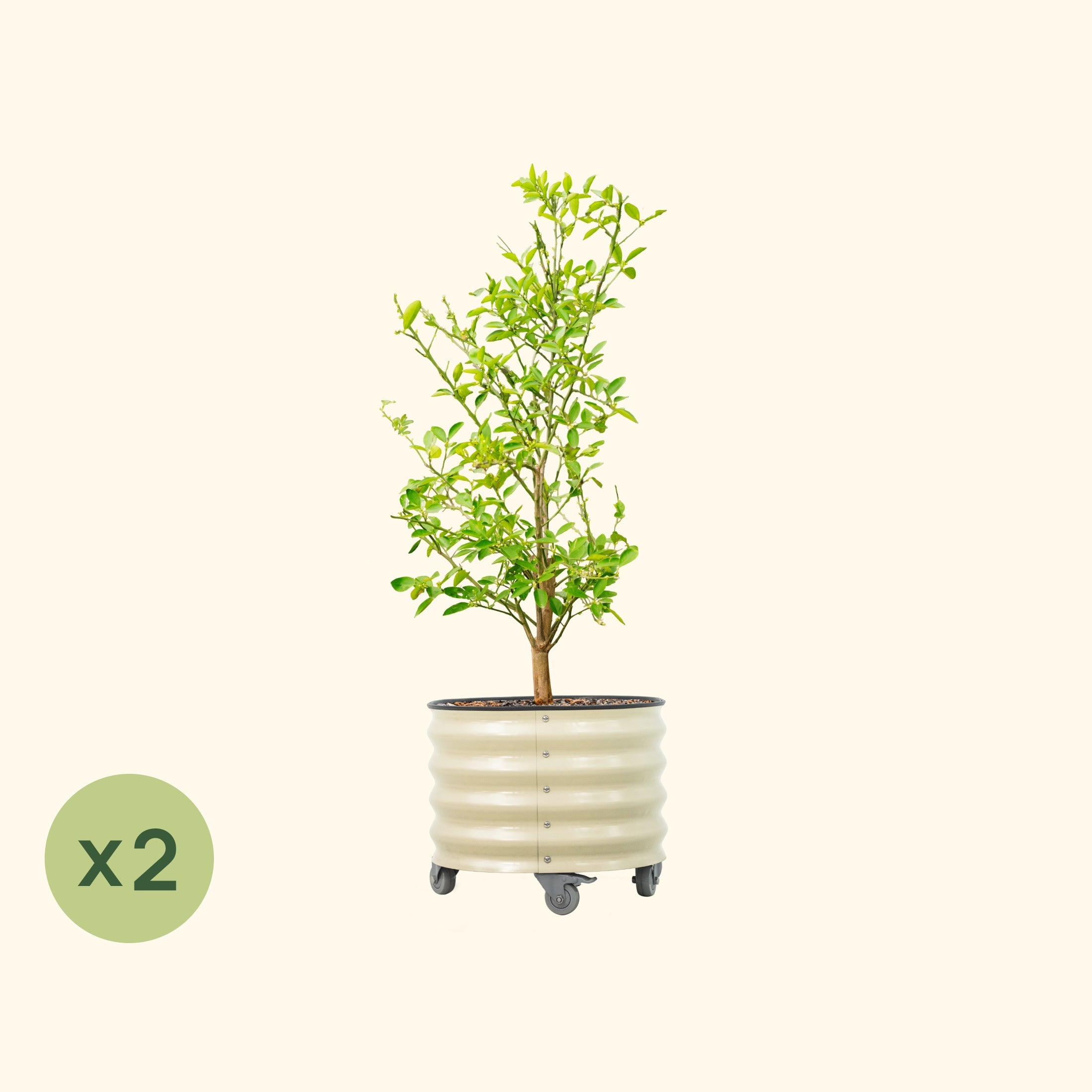 Classic Rolling Citrus Tree Planter - 2 Pack (20 Gallon)