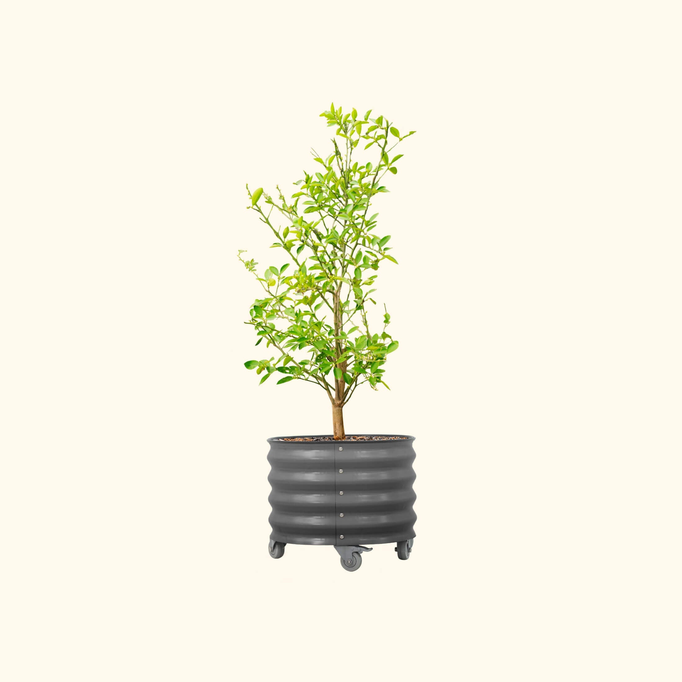 Classic Rolling Citrus Tree Planter - 20 Gallon