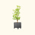 Classic Rolling Citrus Tree Planter - 20 Gallon