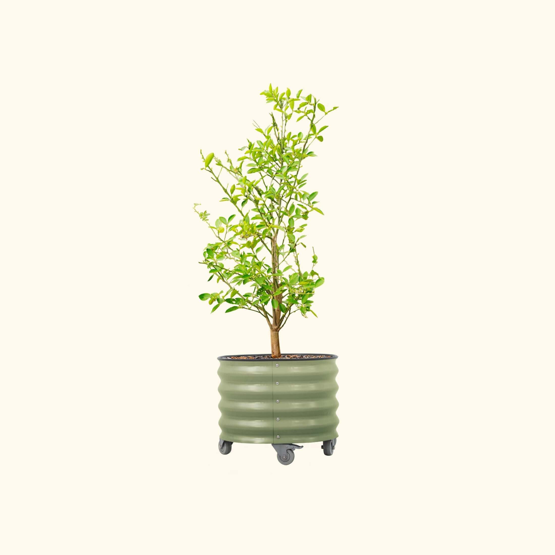 Classic Rolling Citrus Tree Planter - 20 Gallon