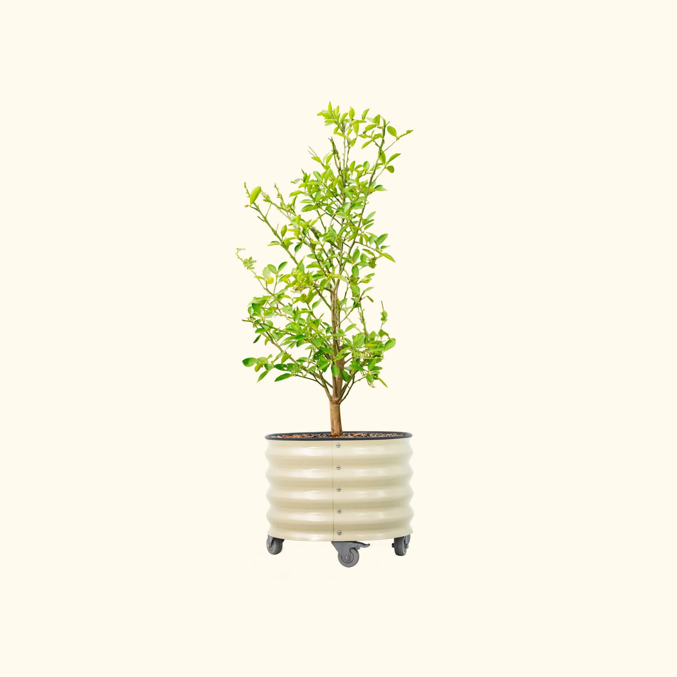 Classic Rolling Citrus Tree Planter - 20 Gallon