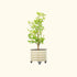 Classic Rolling Citrus Tree Planter - 20 Gallon
