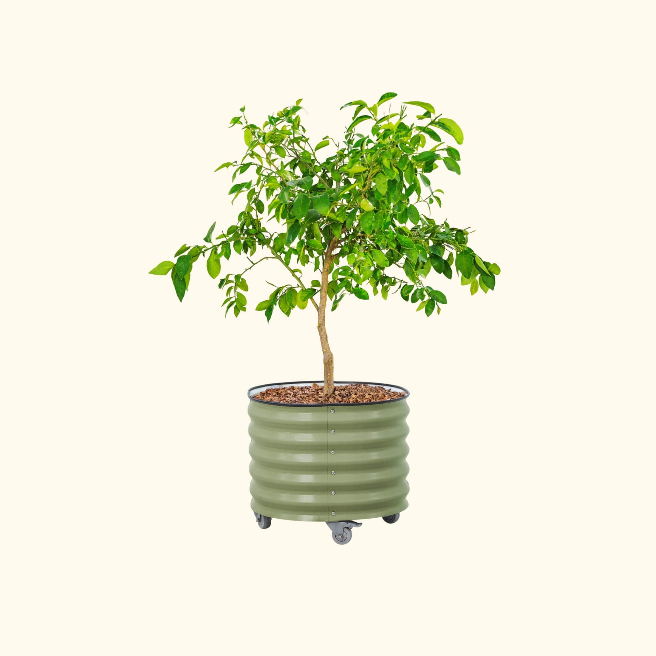 Classic Rolling Citrus Tree Planter - 30 Gallon