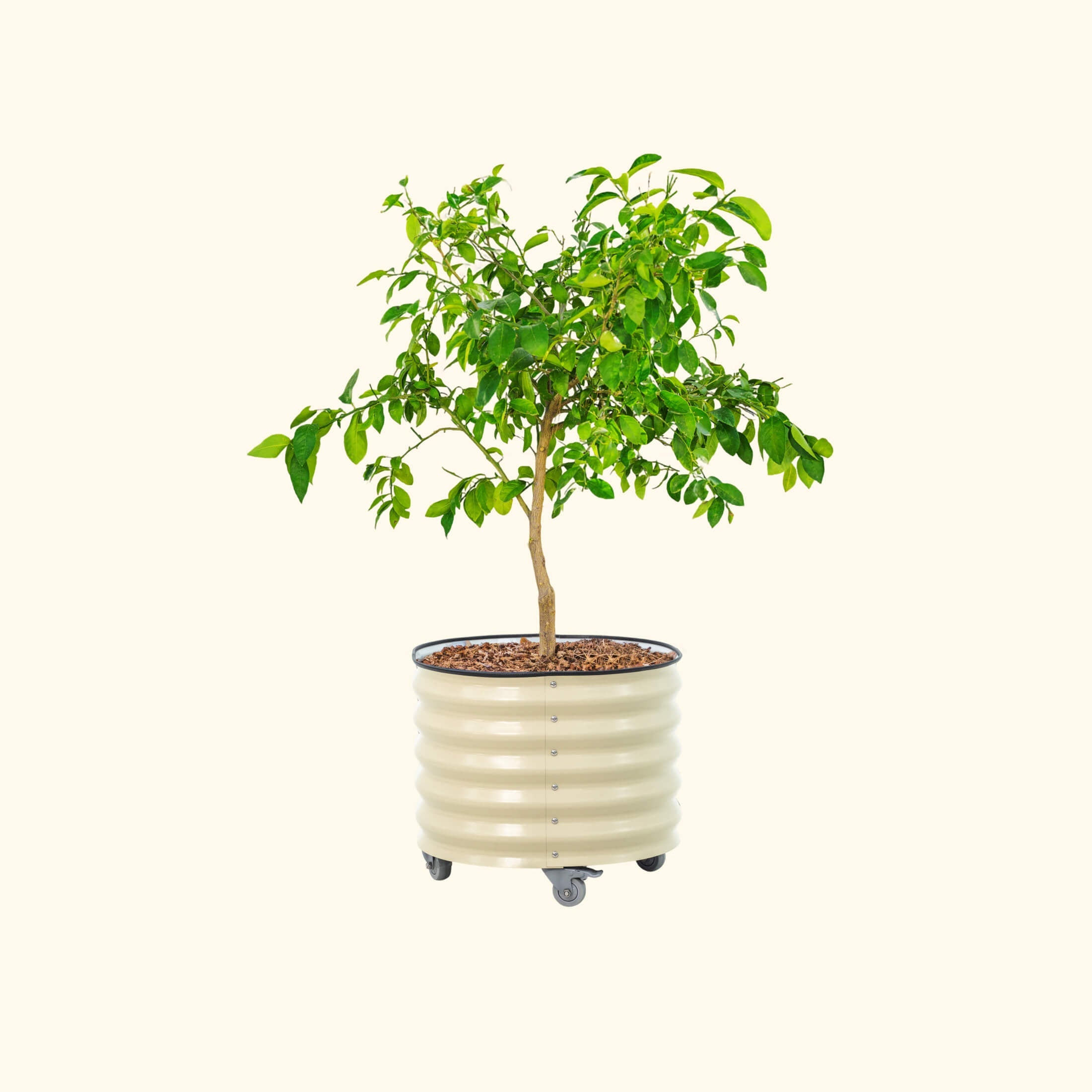 Classic Rolling Citrus Tree Planter - 30 Gallon