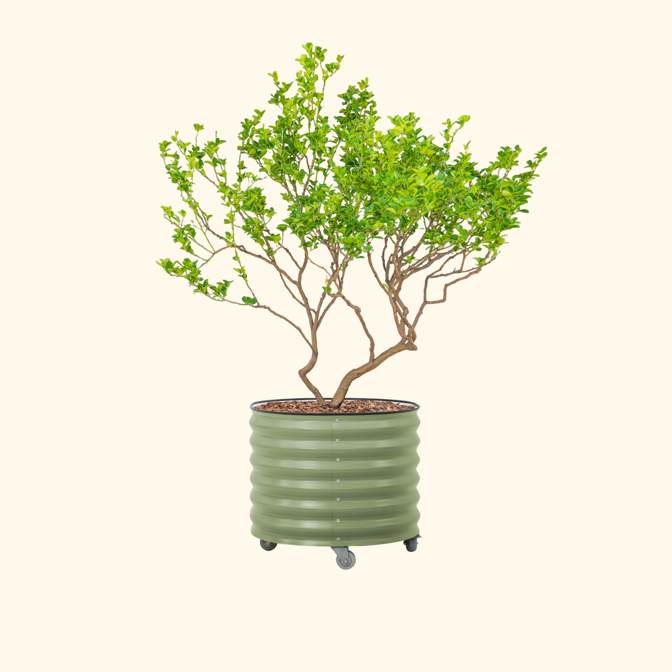 Classic Rolling Citrus Tree Planter - 45 Gallon