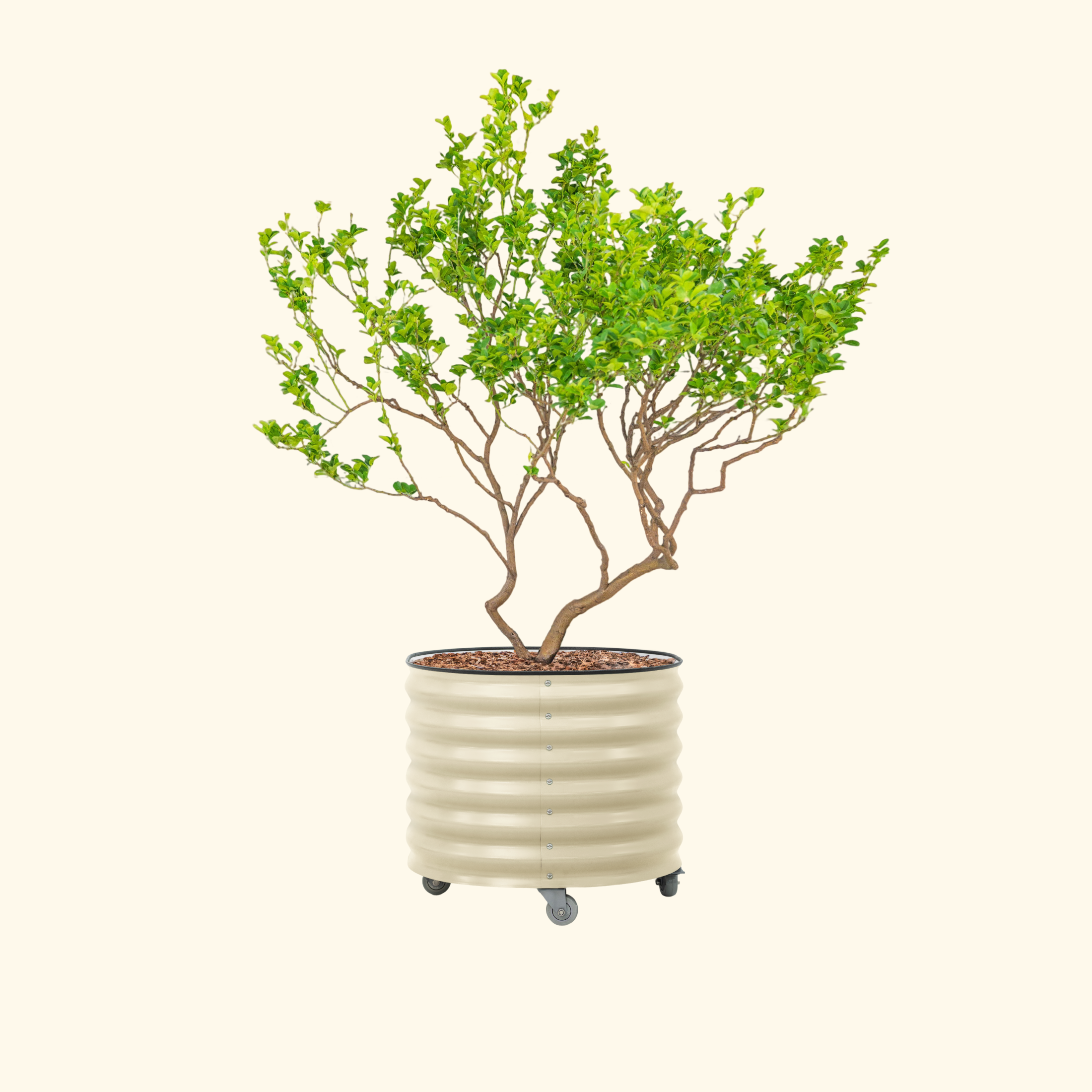 Classic Rolling Citrus Tree Planter - 45 Gallon