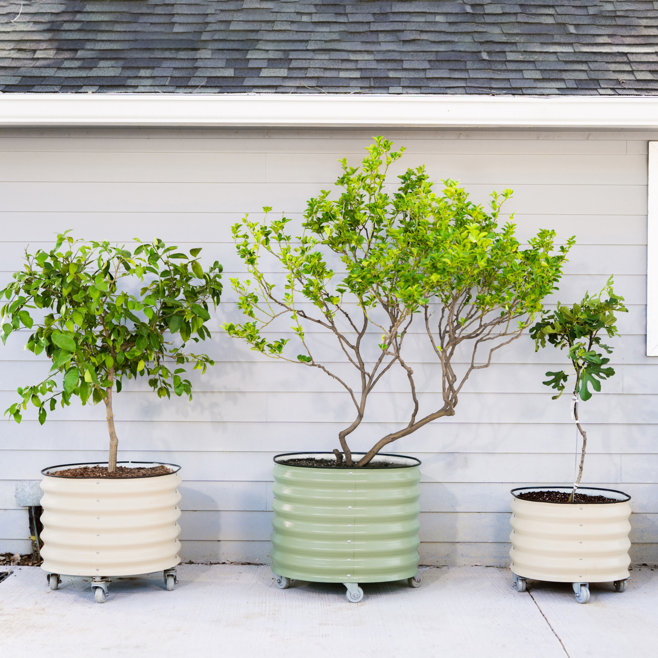 Classic Rolling Citrus Tree Planter - 45 Gallon