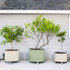 Classic Rolling Citrus Tree Planter - 45 Gallon