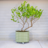 Classic Rolling Citrus Tree Planter - 45 Gallon