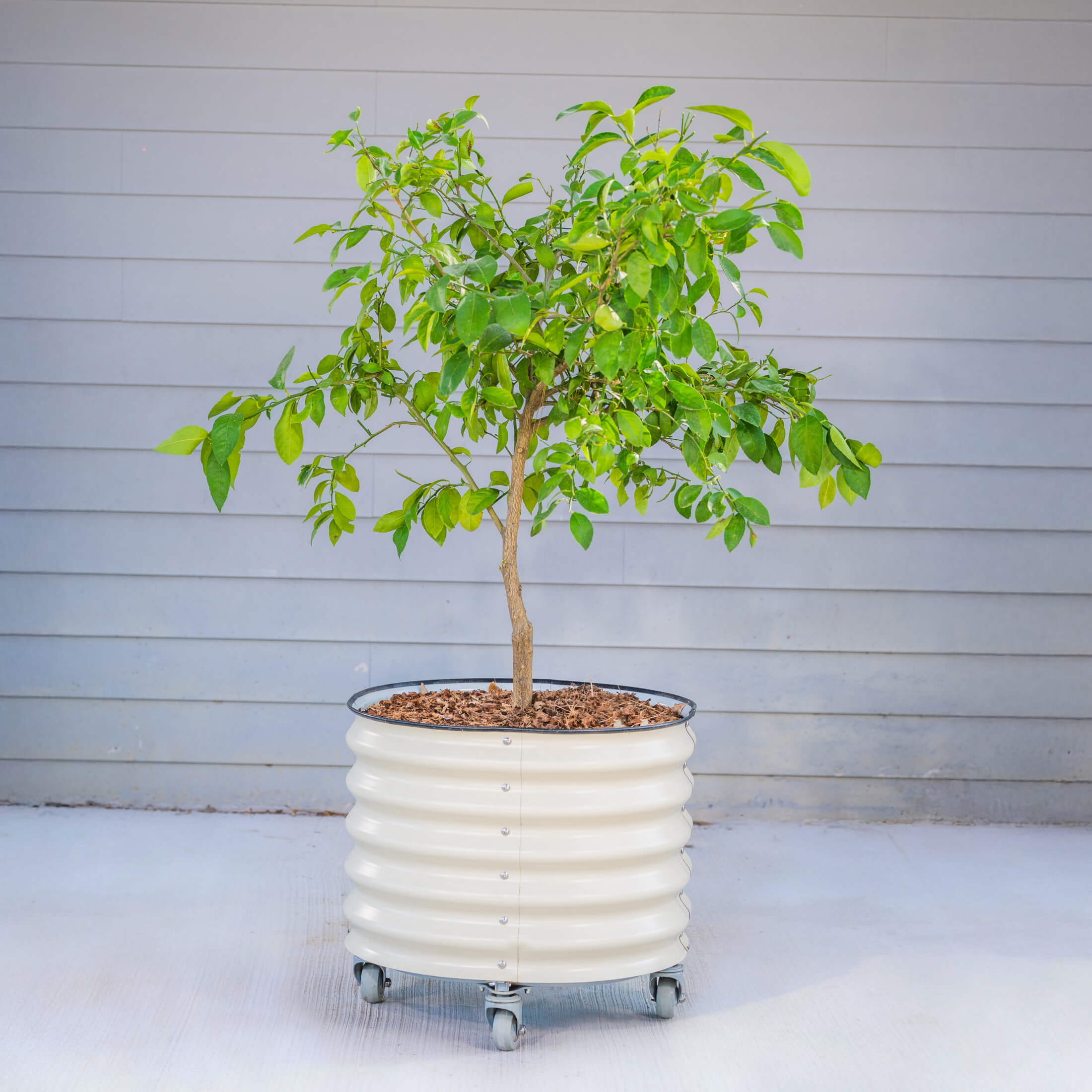 Classic Rolling Citrus Tree Planter - 45 Gallon