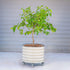 Classic Rolling Citrus Tree Planter - 45 Gallon