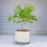 Classic Rolling Citrus Tree Planter - 20 Gallon