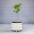 Classic Rolling Citrus Tree Planter - 20 Gallon
