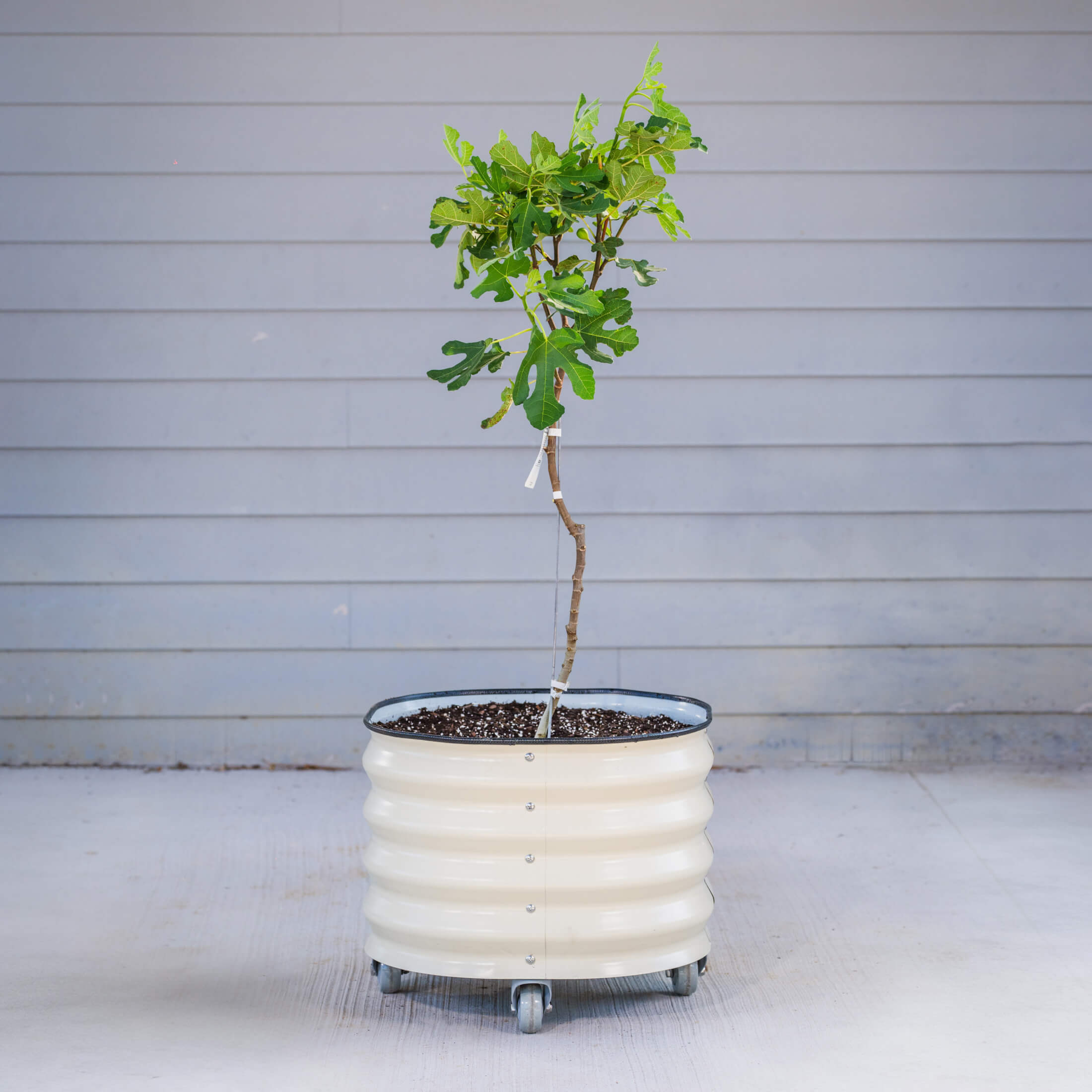 Classic Rolling Citrus Tree Planter - 45 Gallon