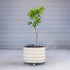 Classic Rolling Citrus Tree Planter - 45 Gallon