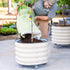 Classic Rolling Citrus Tree Planter - 45 Gallon