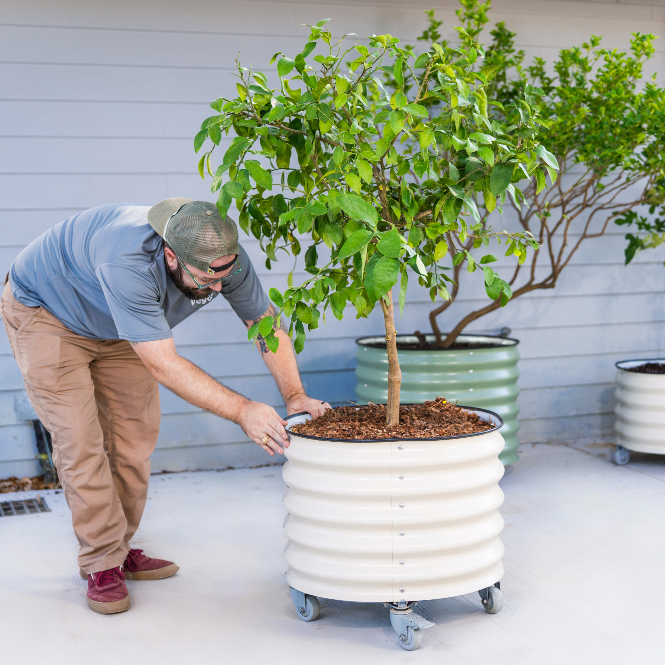 Classic Rolling Citrus Tree Planter - 20 Gallon
