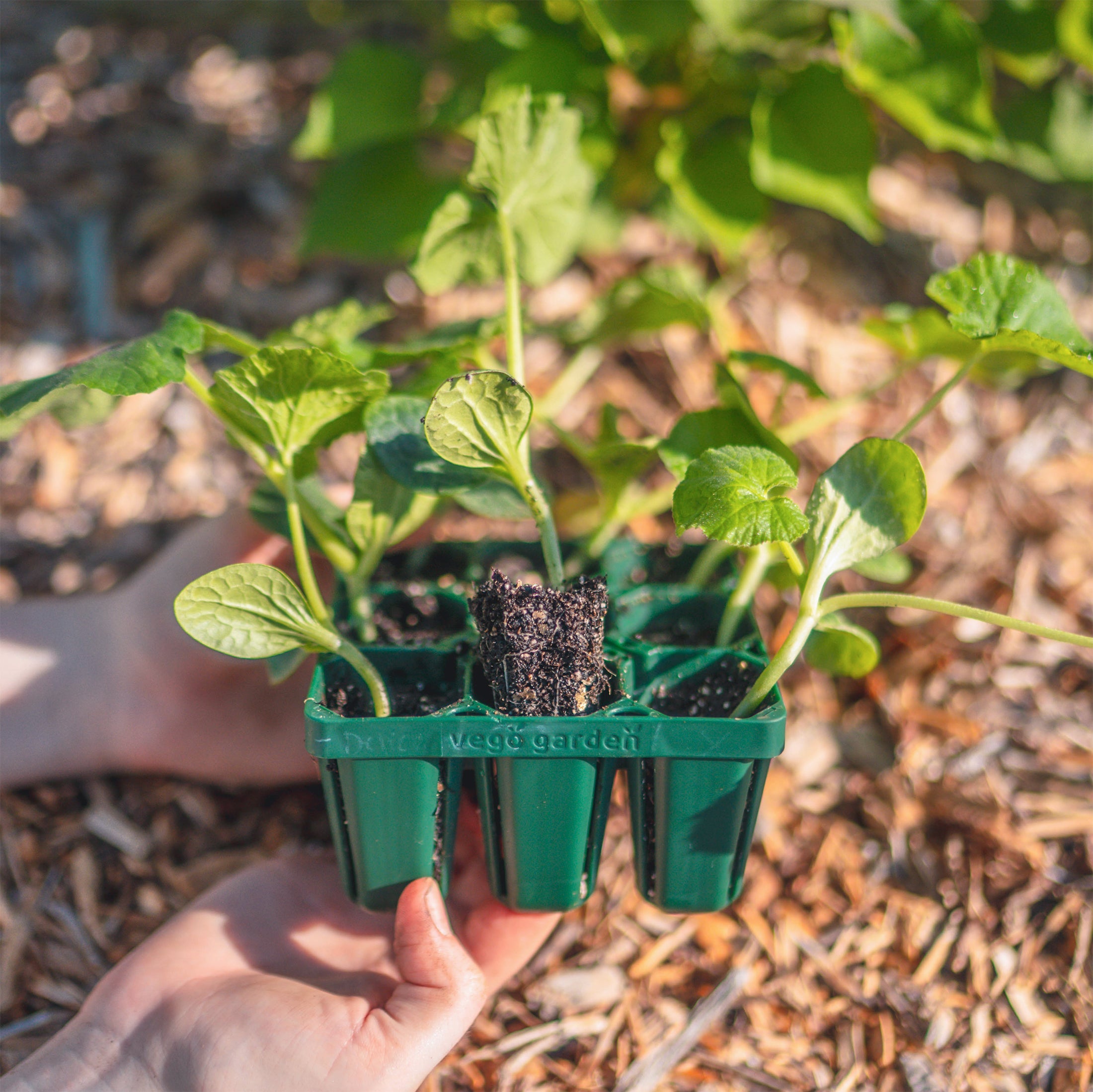 Standard Seedling Trays