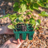 Standard Seedling Trays