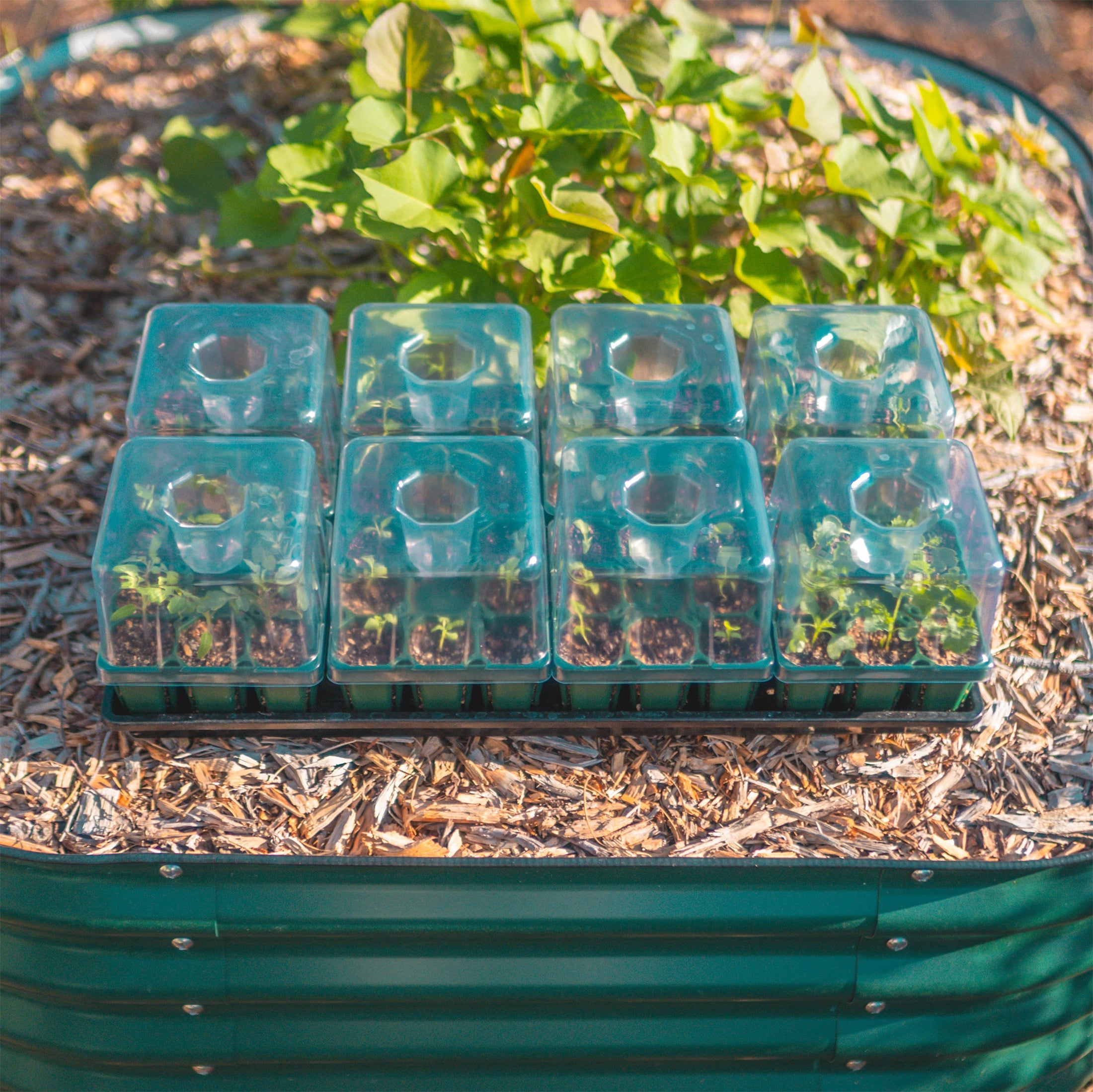 Seedling Tray Lids with Drip Irrigation