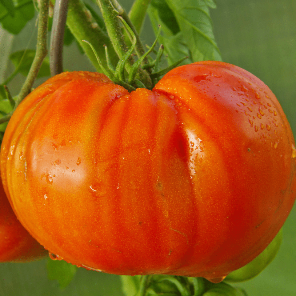Abe Lincoln Tomato - Team Grow