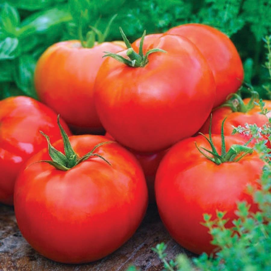 Ace 55 Tomato - Team Grow