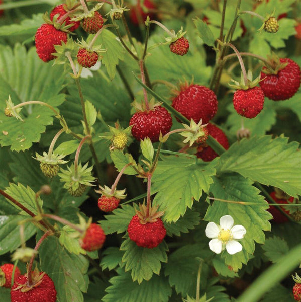 Alexandria Strawberry (Everbearing) seeds – Team Grow