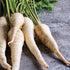 All American Parsnip - Team Grow