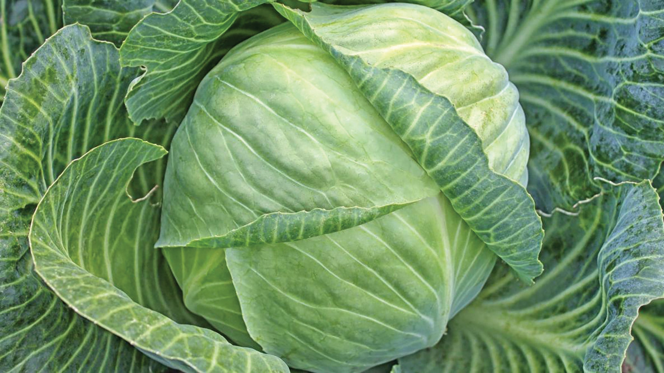 All Seasons Cabbage - Team Grow