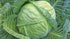 All Seasons Cabbage - Team Grow