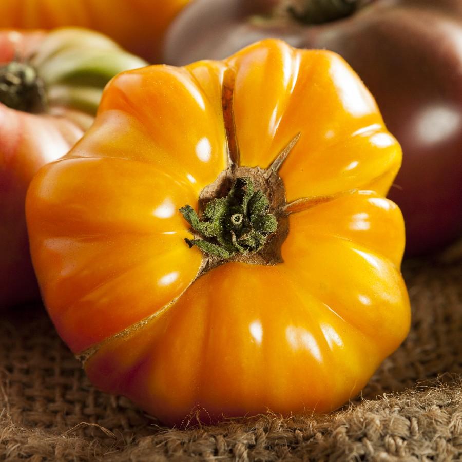 Amana Orange Tomato - Team Grow