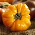 Amana Orange Tomato - Team Grow