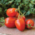 Amish Paste Tomato - Team Grow