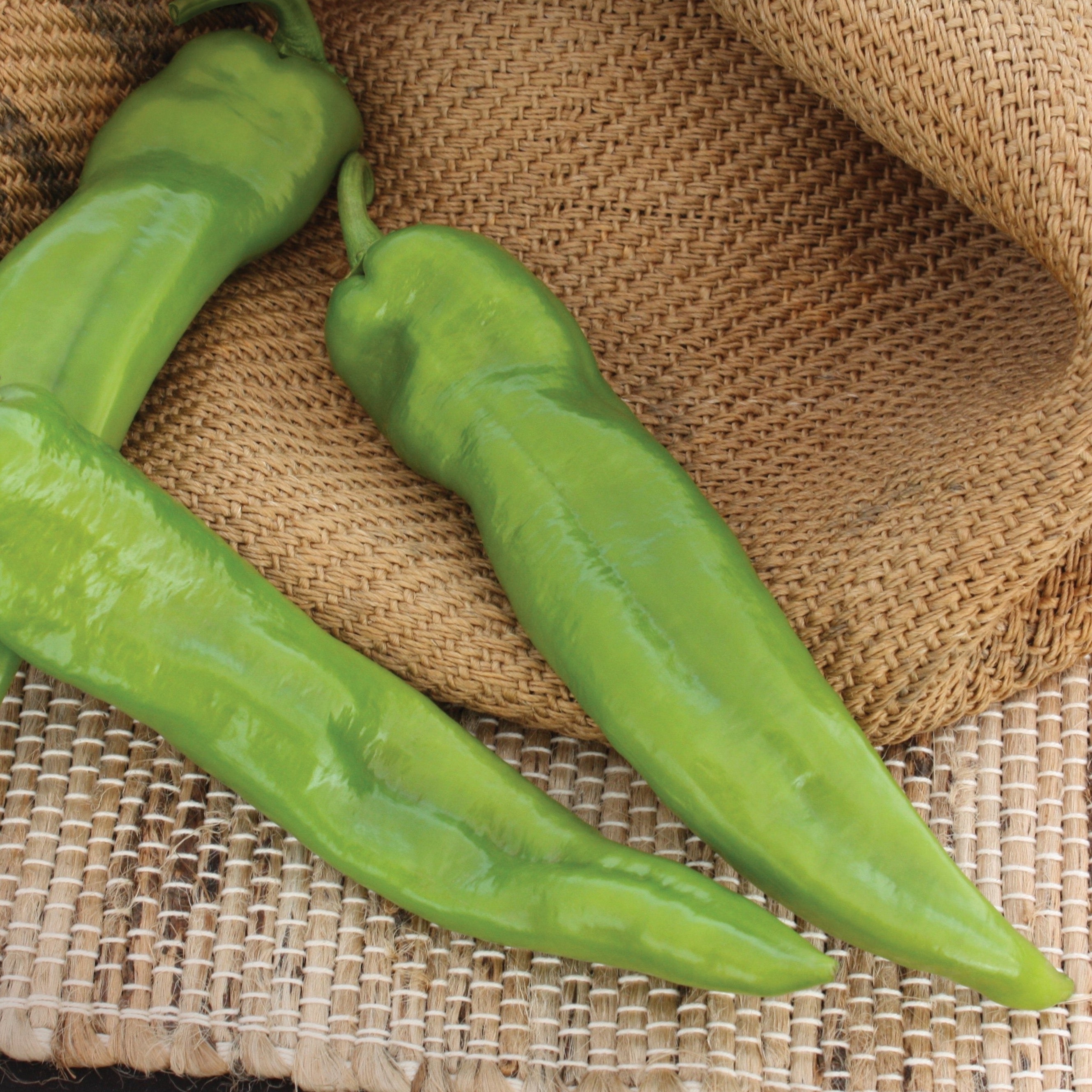 Anaheim Chili Pepper - Team Grow