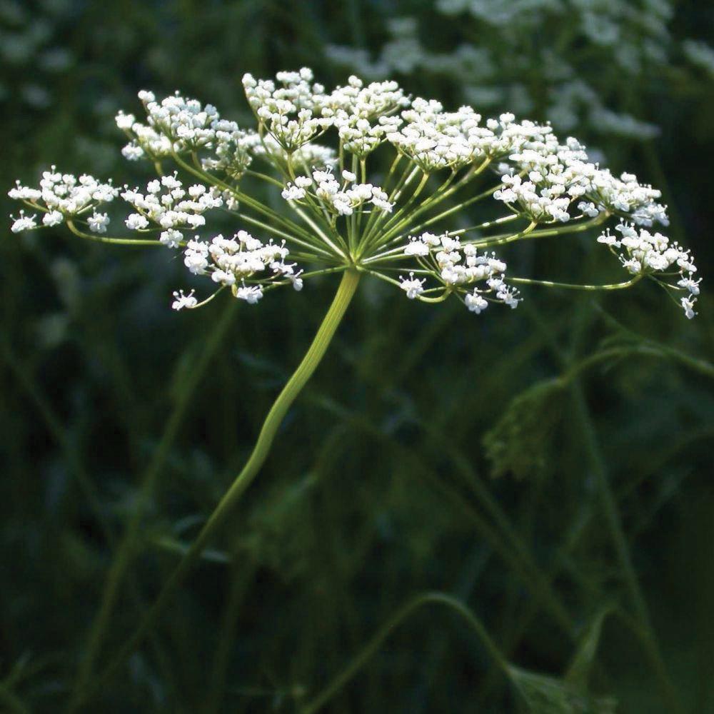 Anise - Team Grow