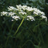 Anise - Team Grow